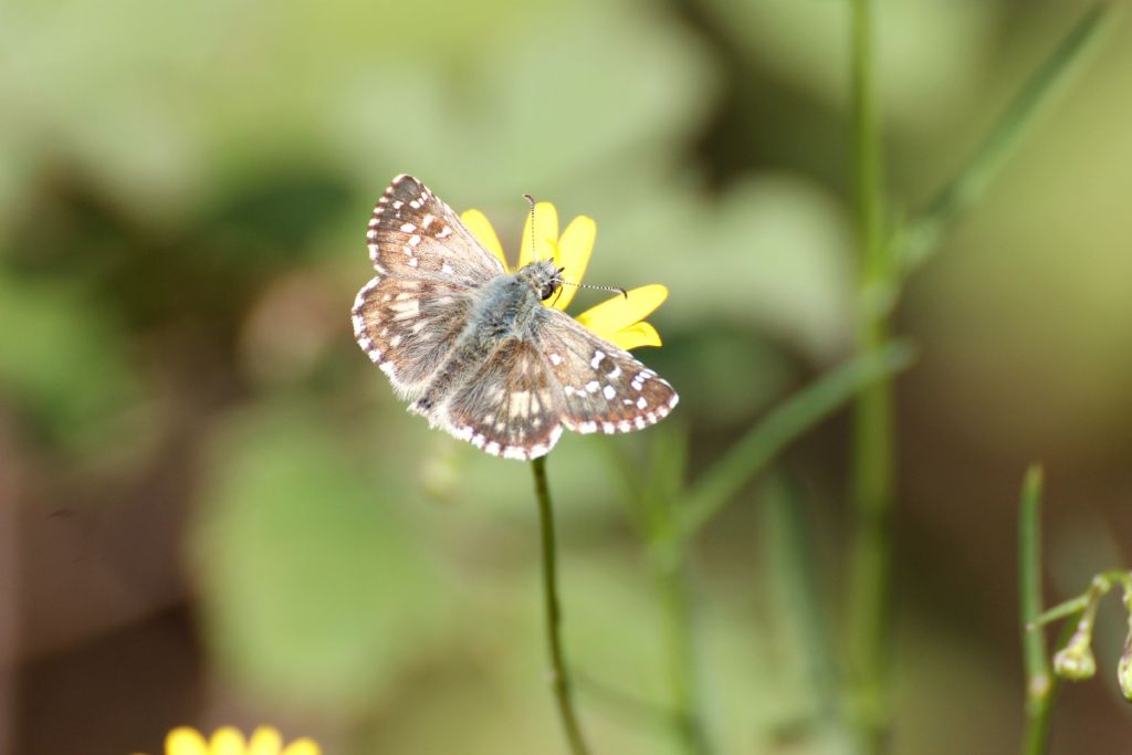 Pyrgus malvoides?